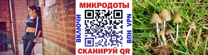 Галлюциногенные грибы Psilocybe  Цивильск 